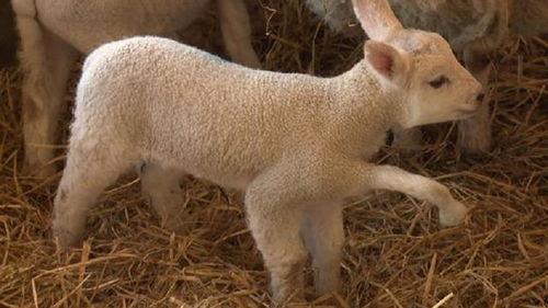 小羊最新爆料视频大全播放,精彩瞬间尽收眼底  第2张