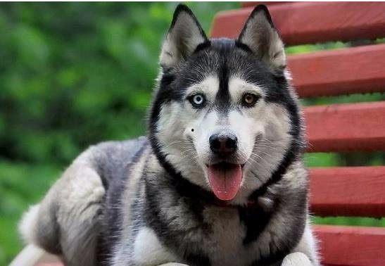 王者爆料哈士奇视频大全,哈士奇视频大全，萌宠与英雄的欢乐碰撞  第2张